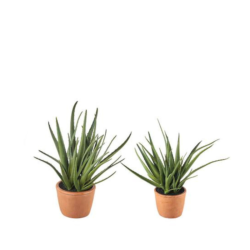 L'Oca Nera Aloe Set of 2 Ref. 1N18 - Tomasini Francia