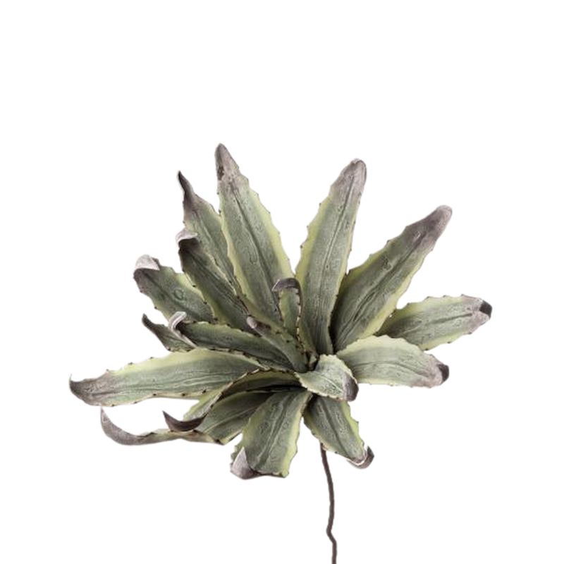 Black Goose Agave Ref. 1P124 - Tomasini Francia