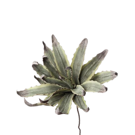 Black Goose Agave Ref. 1P124 - Tomasini Francia