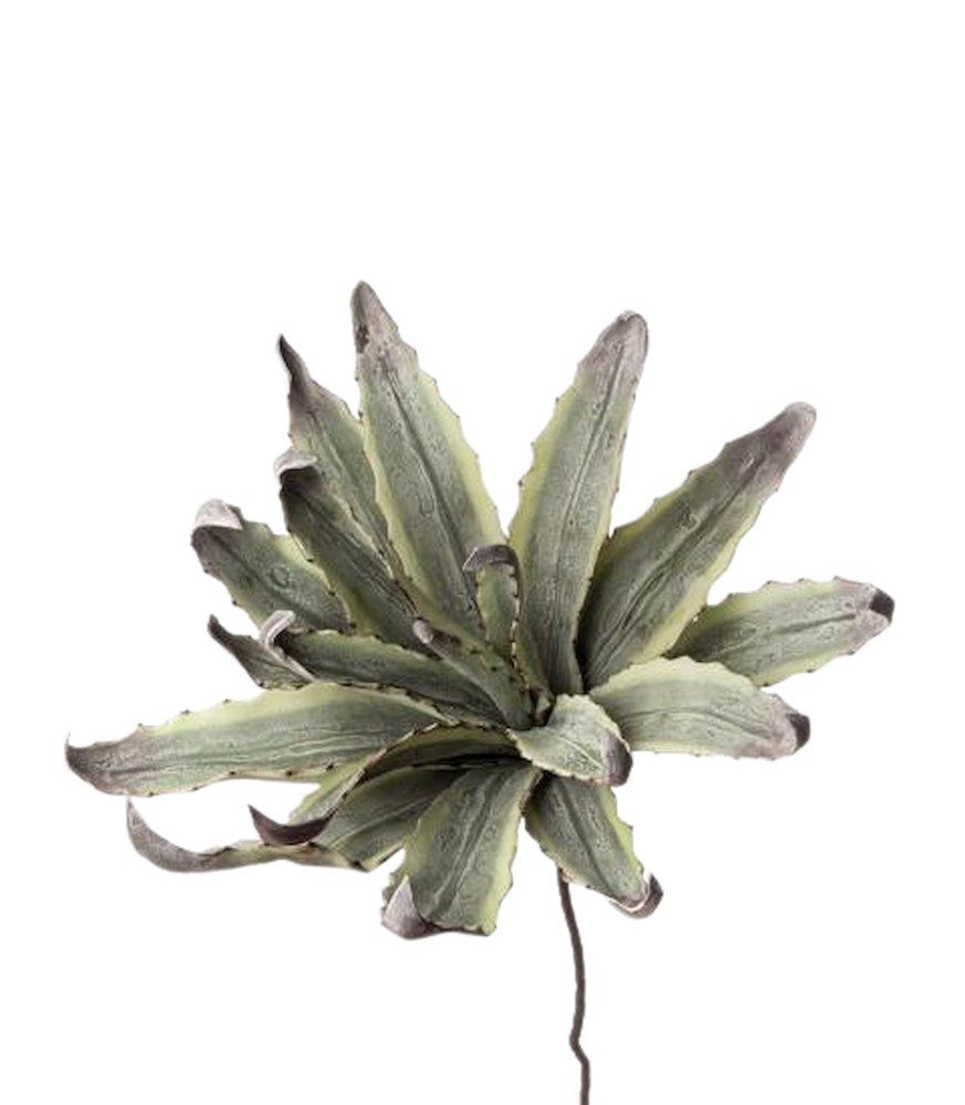 L'Oca Nera Agave Ref. 1P124