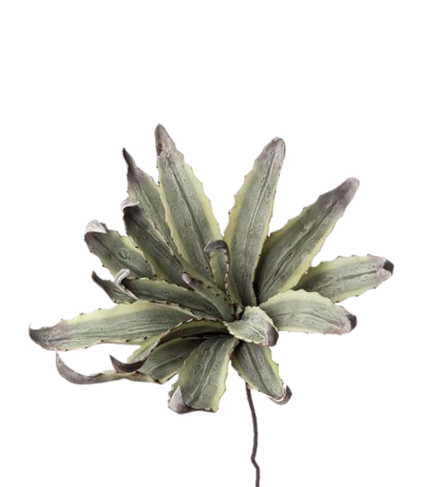 L'Oca Nera Agave