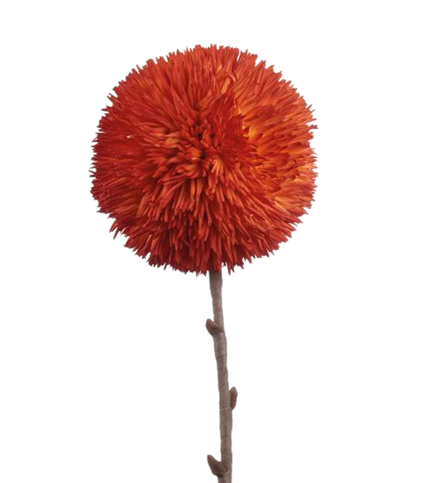 The Black Goose Orange Allium