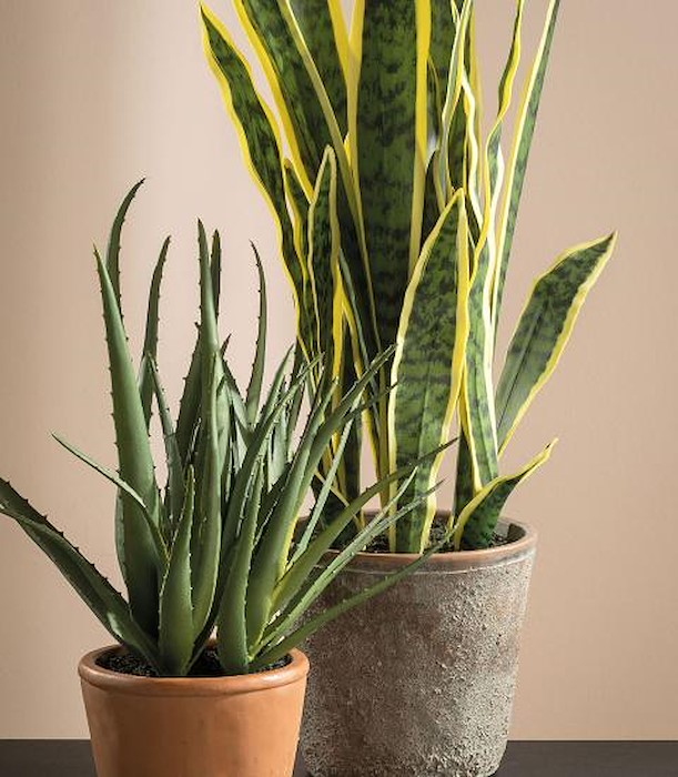 L'Oca Nera Aloe Set 2 pz